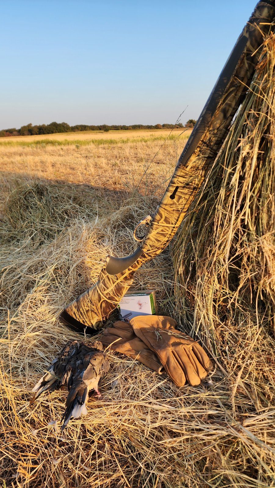 Dove hunting in Texas: a camouflage shotgun propped in straw with gloves and doves at its base and an open field behind