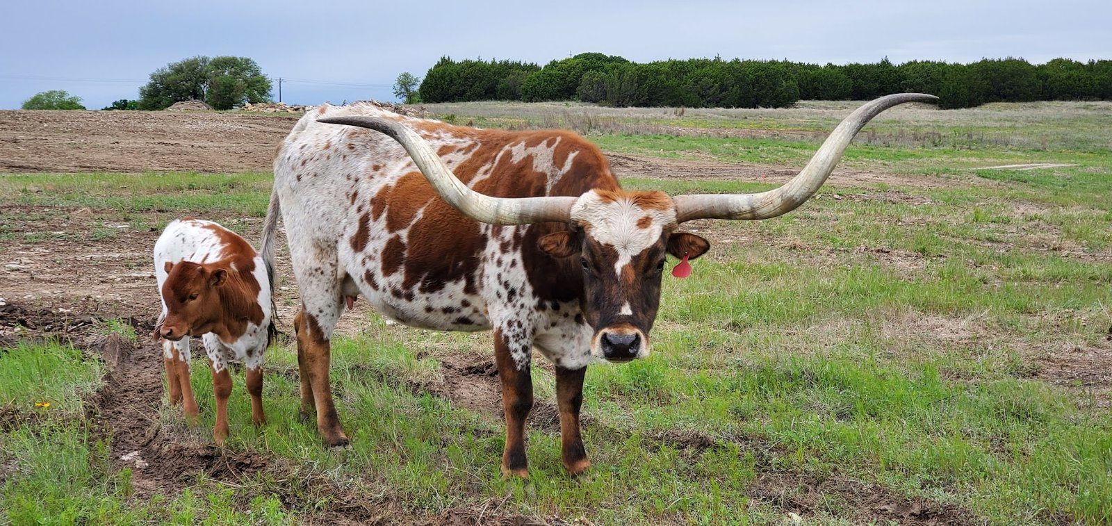 A brown-and-white Texas Longhorn with long horns standing in green pasture beside a young calf
