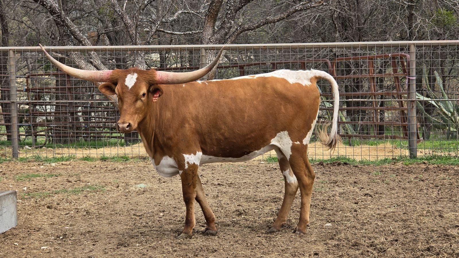 Ranch cattle outside our sports bar in Granbury: a red-and-white Texas Longhorn with wide upturned horns standing in a dirt pen by a wire fence
