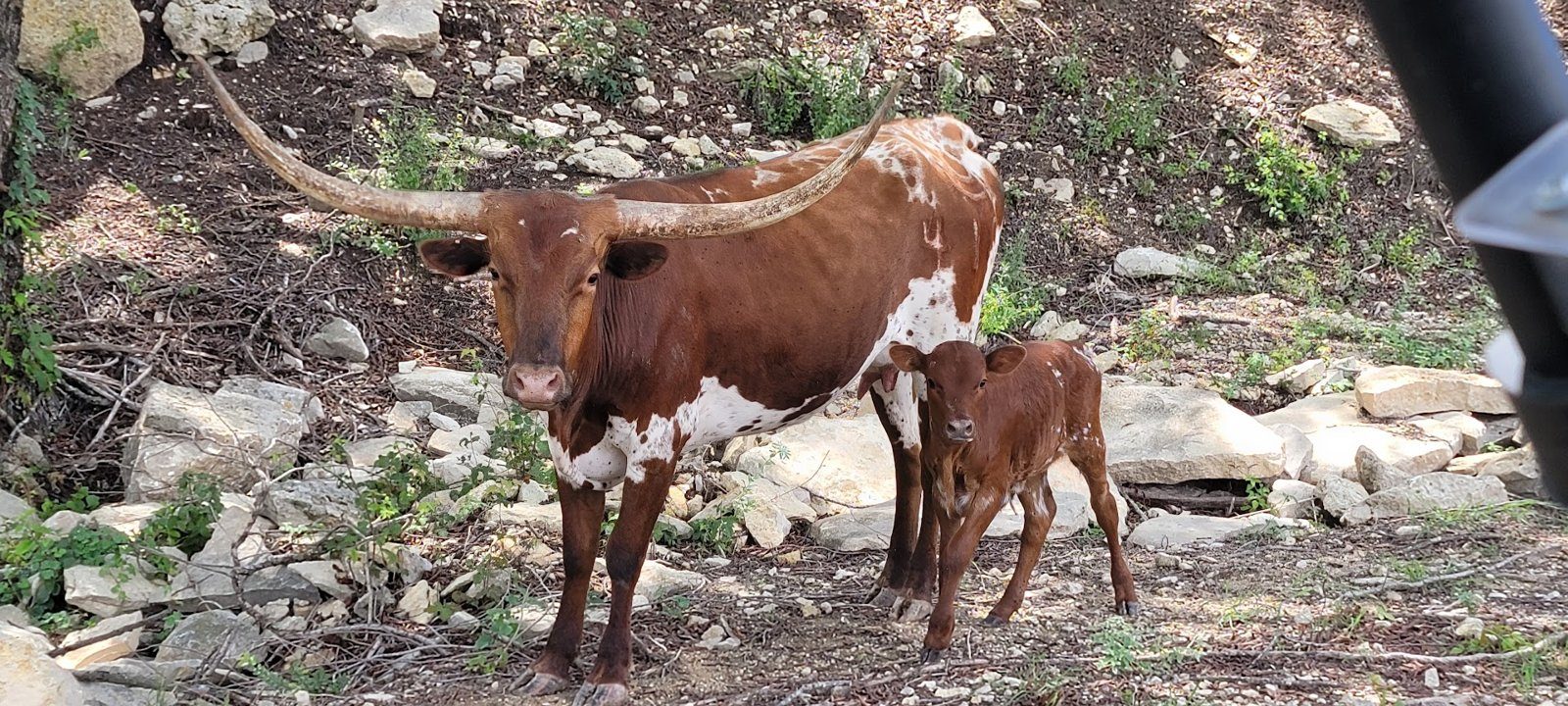 A Texas Longhorn cow and her calf standing among rocks and brush on the ranch