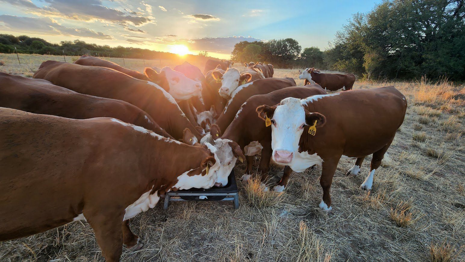 A group of red-and-white Hereford cattle gathered at feed on dry ground with the sun low behind the tree line